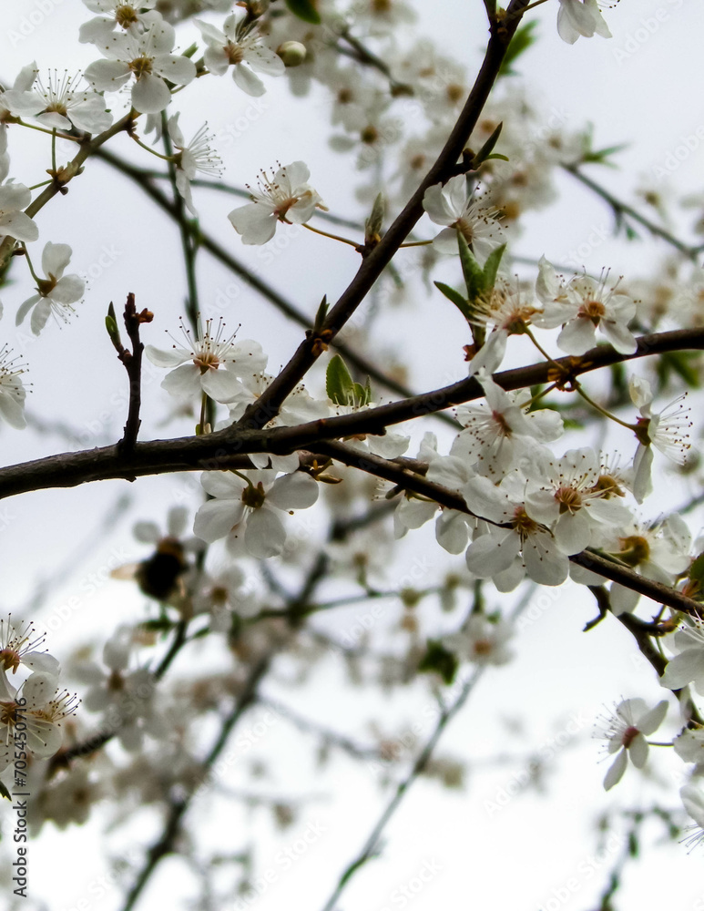 Close up of white flowers of wild apple tree. Close up of white flowers of wild apple tree.