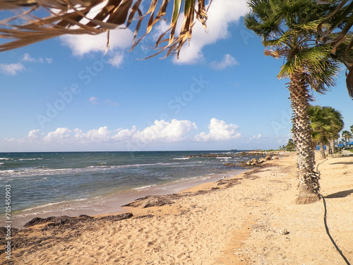 Beach and palms on Mediterranean Sea coast. Cyprus