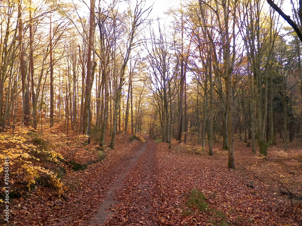 Autumn forest landscape, Poland.