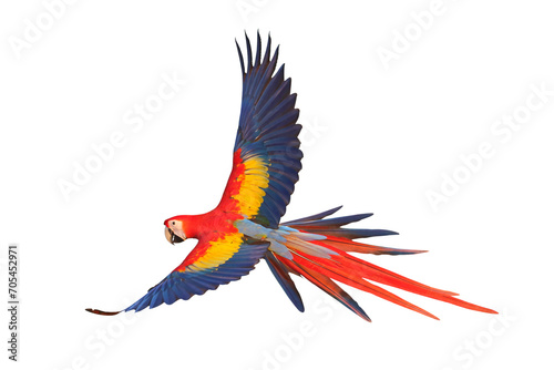 Colorful flying parrot isolated on transparent background png file