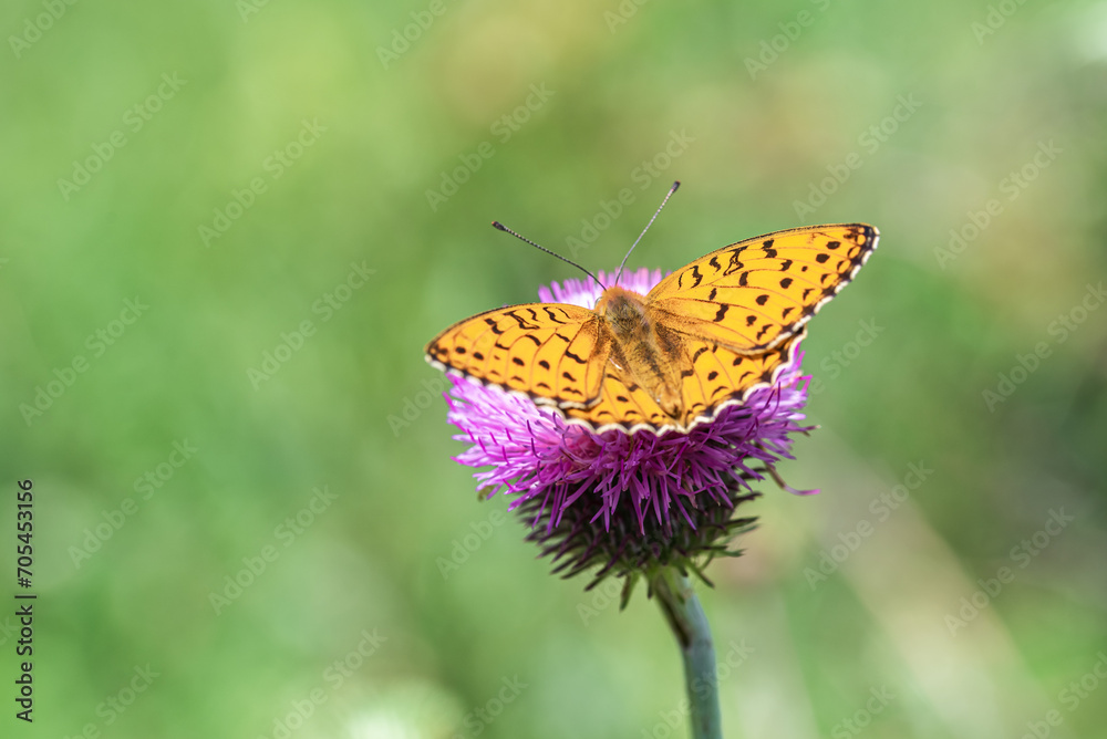 Orange butterfly Nymphalidae Melitaea on a thistle flower in a spring meadow. Orange butterfly Nymphalidae Melitaea on a thistle flower in a spring meadow.