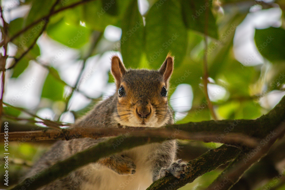 Close-up picture of a squirrel in St George Park, Bristol, England. Close-up picture of a squirrel in St George Park, Bristol, England.