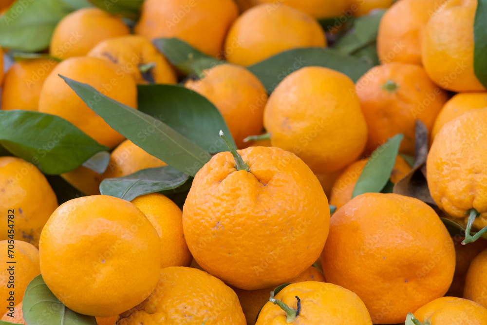 Close up on pile of Satsuma Mandarins on display at Farmer's Market. Sweet mandarin oranges with bright, orange-red skin. They are used in salads, desserts, sauces, and for juicing. Close up on pile of Satsuma Mandarins on display at Farmer's Market. Sweet mandarin oranges with bright, orange-red skin. They are used in salads, desserts, sauces, and for juicing.
