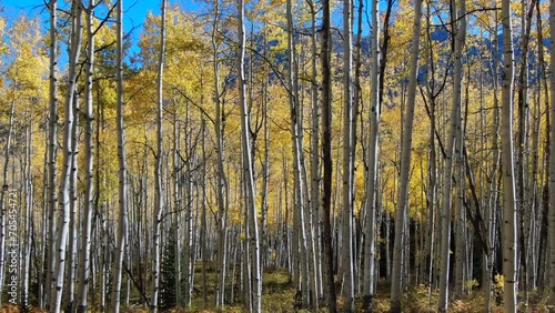 Colorful Colorado yellow fall autumn Aspen tree forest cinematic aerial drone Kebler Pass Crested Butte Gunnison wilderness  dramatic incredible landscape peaks daylight slowly slide left motion photo