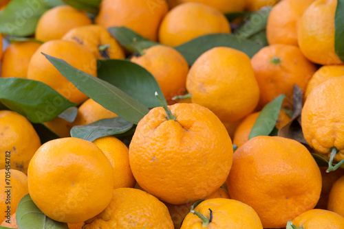 Close up on pile of Satsuma Mandarins on display at Farmer's Market. Sweet mandarin oranges with bright, orange-red skin. They are used in salads, desserts, sauces, and for juicing.