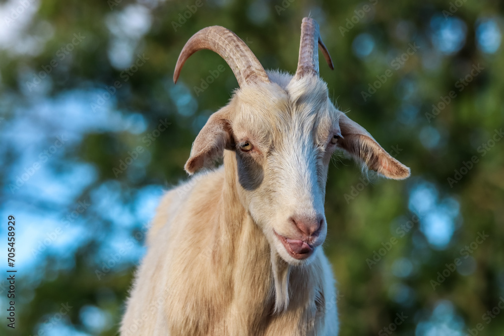 Obraz premium Close-up picture of a goat. 