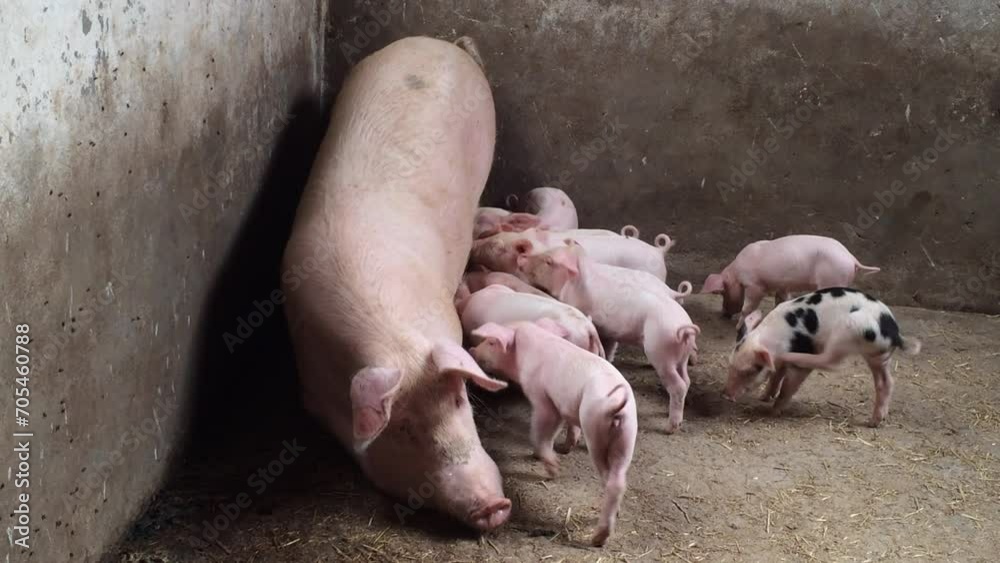 Piglets are eating milk from the sows of the sows on the farm. Piglets are eating milk from the sows of the sows on the farm.
