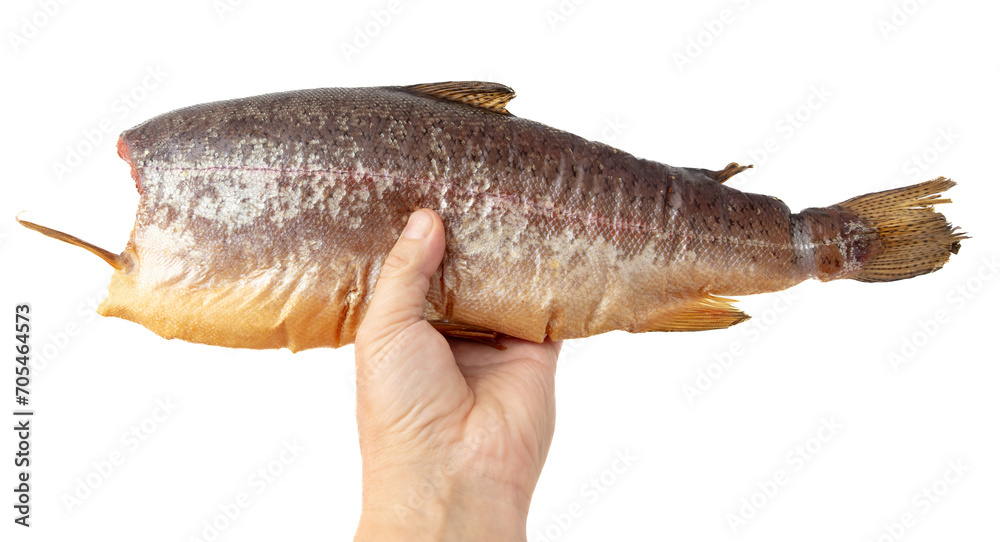 Smoked trout in hand isolated on white background Smoked trout in hand isolated on white background