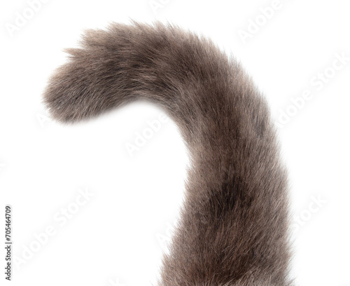 Cat's tail isolated on transparent background. Close-up