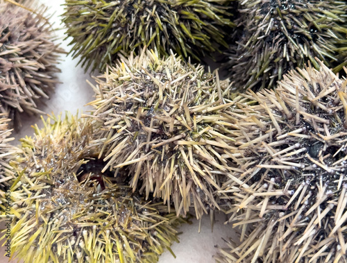 Close up of sea urchins