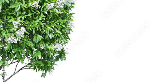 Fototapeta Naklejka Na Ścianę i Meble -  Ligustrum flowering isolate transparent background.3d rendering PNG