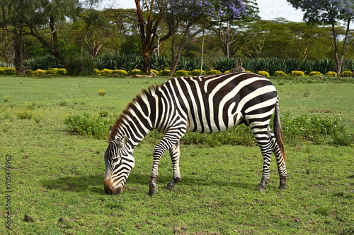 Wild African zebra grazing in a meadow  Kenya