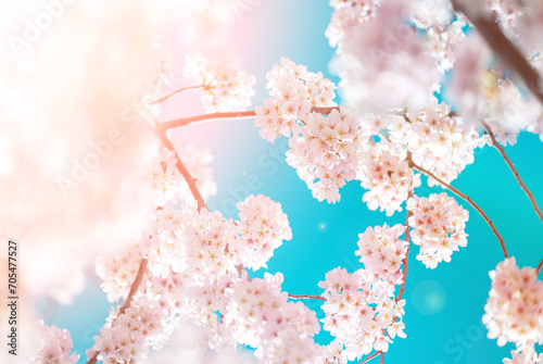 Flower and light; background or texture; spring concep
