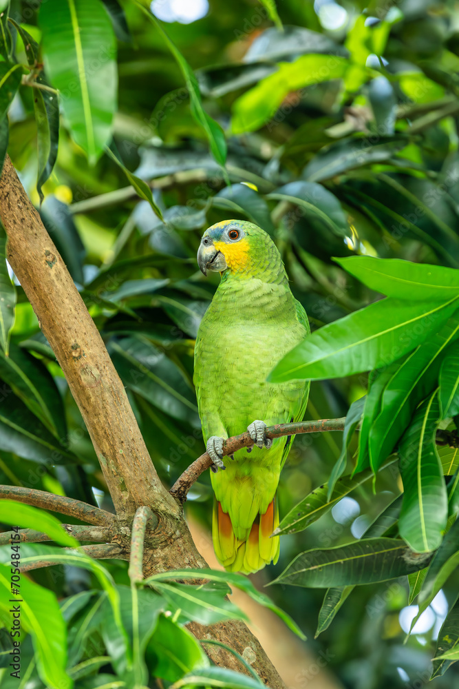 Orange-winged amazon (Amazona amazonica), also known locally as orange-winged parrot and loro guaro, is a large amazon parrot. Malagana, Bolivar department. Wildlife and birdwatching in Colombia