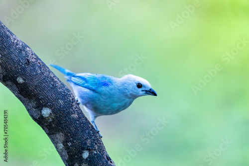 Bird Blue-gray tanager (Thraupis episcopus) is a medium-sized South American songbird. Minca, Sierra Nevada de Santa Marta Magdalena department. Wildlife and birdwatching in Colombia. photo
