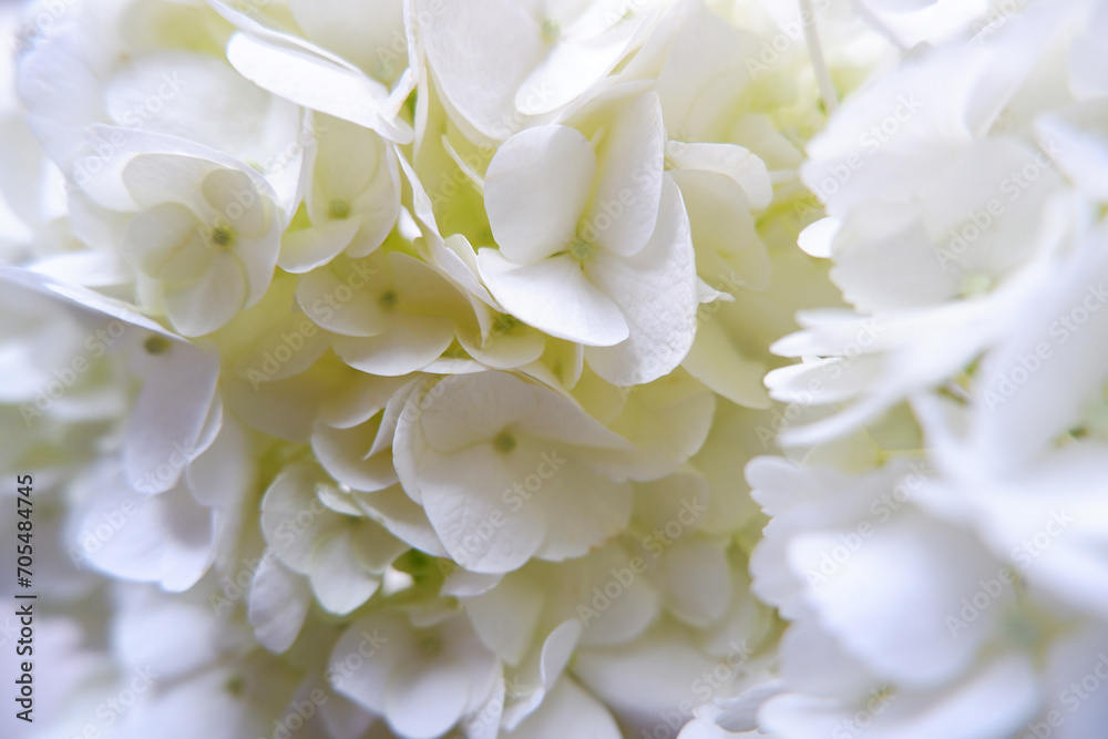 Beautiful White hydrangea flowers. White hydrangea close up view. White beautiful petals of hydrangea flower. Beautiful White hydrangea flowers. White hydrangea close up view. White beautiful petals of hydrangea flower.