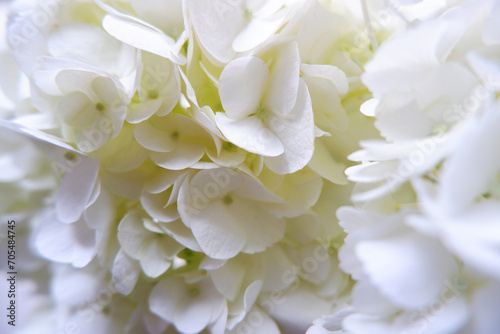 Beautiful White hydrangea flowers. White hydrangea close up view. White beautiful petals of hydrangea flower.