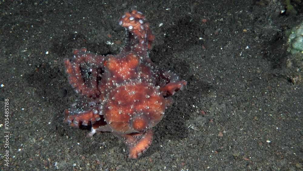 The starry night octopus slowly moves at night along the black volcanic sand on its long tentacles among stones and algae. The starry night octopus slowly moves at night along the black volcanic sand on its long tentacles among stones and algae.