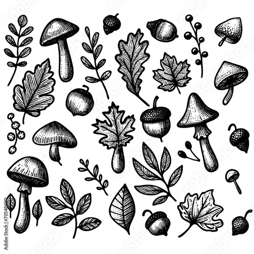 Autumn plants vector sketches. Hand drawn set of harvest mushrooms  leaves and seasonal fall colors.