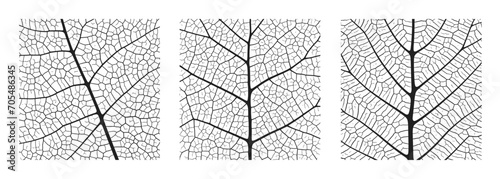 Leaf vein texture abstract background set with close up plant leaf cells ornament texture pattern. Black and white organic macro linear pattern of nature leaf foliage vector illustration.