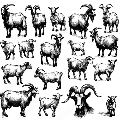 Sketch of goat drawn by hand. Livestock. Animal grazing