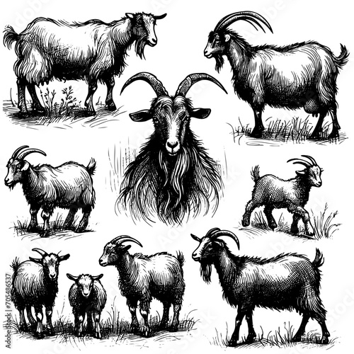 Sketch of goat drawn by hand. Livestock. Animal grazing photo