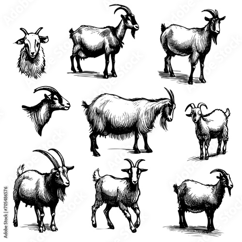 Goat farm hand drawn sketch cattle farm vector illustration.
