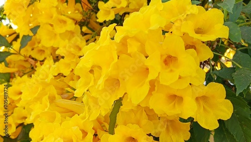 Urai slut blooms beautifully yellow in the garden. photo