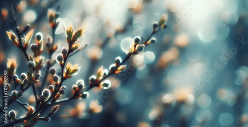A branch with closed buds of spring trees, a blurred background with highlights