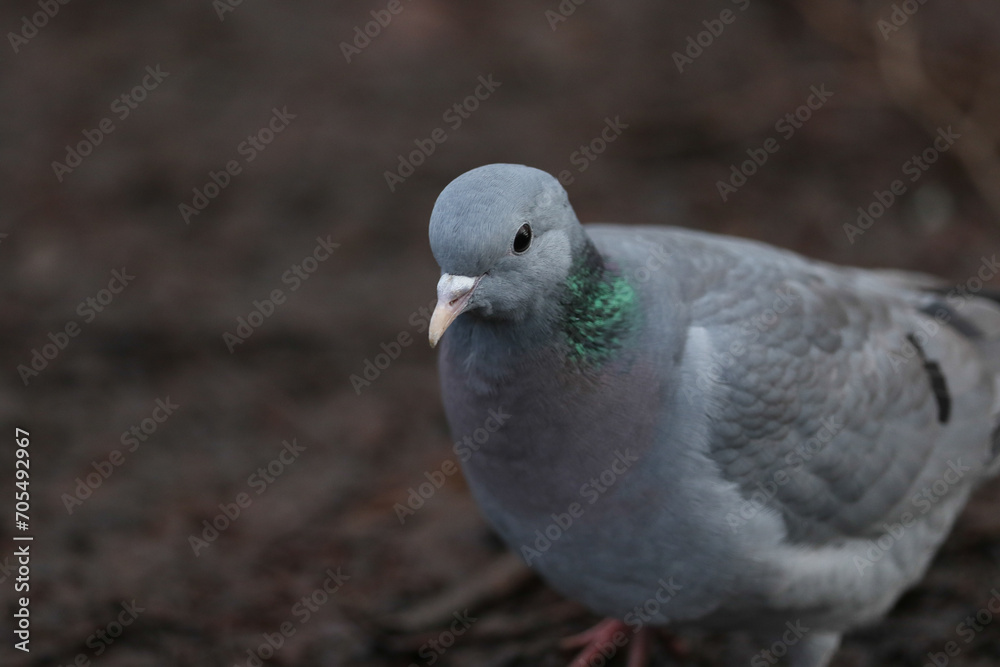 A  Stock Dove, Columba oenas, searching for food along the bank of a lake.