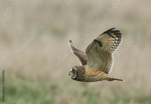 A Short-eared Owl, Asio flammeus, flying over a field hunting for food.