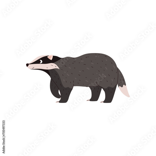 Badger vector illustration, taiga and tundra forest wild animal having gray and black wool, cartoon brock species mammal
