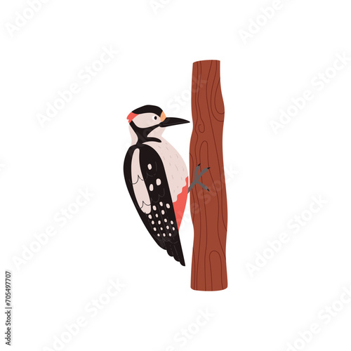 Woodpecker bird on tree trunk, cartoon taiga forest bird, vector wildlife nature, woodland animal isolated on white