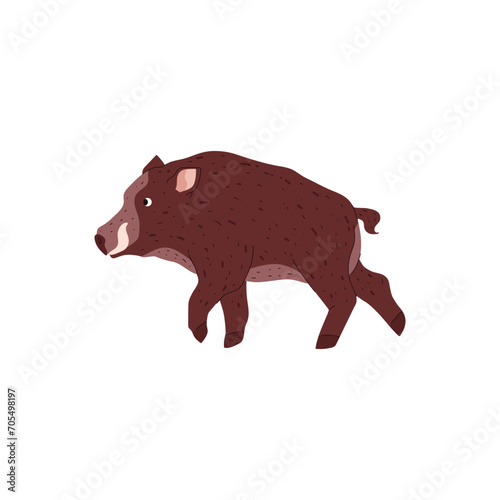 Wild boar vector isolated illustration, forest animal of the tundra and taiga, nature creature, wild hog boar with tusks