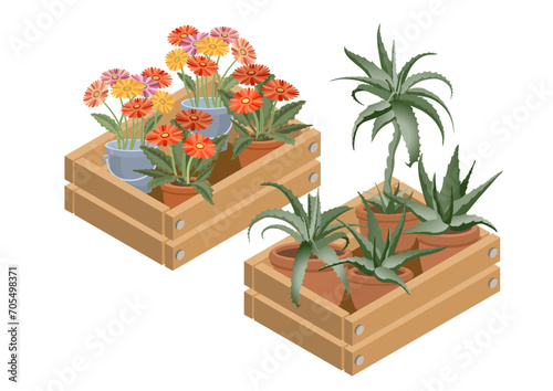 Houseplants in a decorative box. Aloe, Gerbera. Isometric vector illustration.