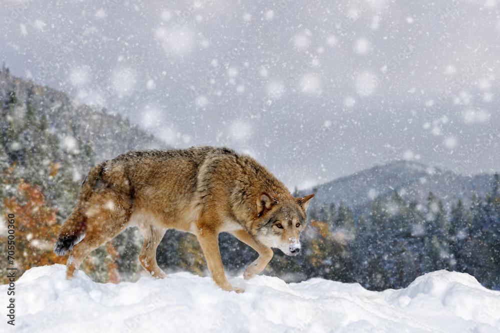 Gray wolf, Canis lupus in the winter mountain