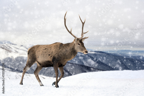 Fototapeta Naklejka Na Ścianę i Meble -  Two roe deers in the winter forest with snowfall. Animal in natural habitat