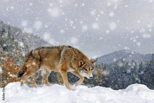 Gray wolf  Canis lupus in the winter mountain