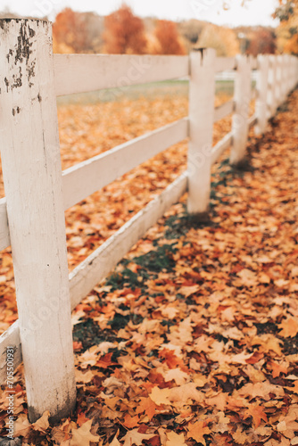 Farm fence for horses surrounded by colorful orange autumn leaves photo