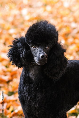 Black Miniature Poodle portrait in orange autumn leaves
