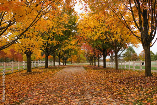 Autumn trees with colorful leaves lining a walking path at a park photo