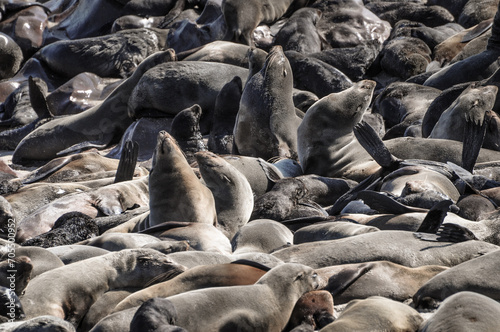 seal resting at the shore of cape cross in namibia