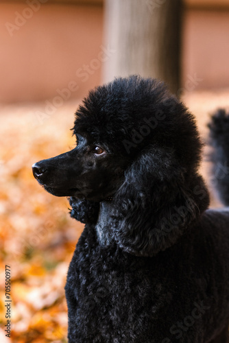 Side profile portrait of black Miniature Poodle in autumn leaves