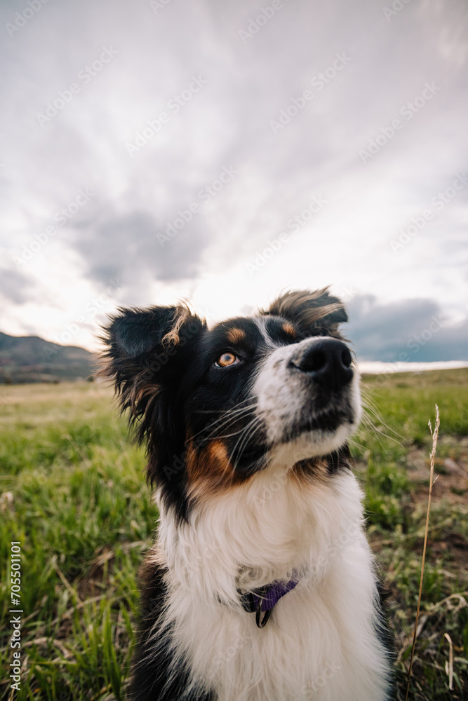 wide angle portrait of Australian Shepherd mixed breed dog in Colorado wide angle portrait of Australian Shepherd mixed breed dog in Colorado