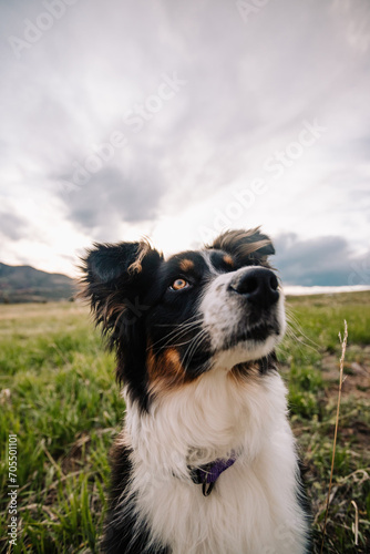 wide angle portrait of Australian Shepherd mixed breed dog in Colorado