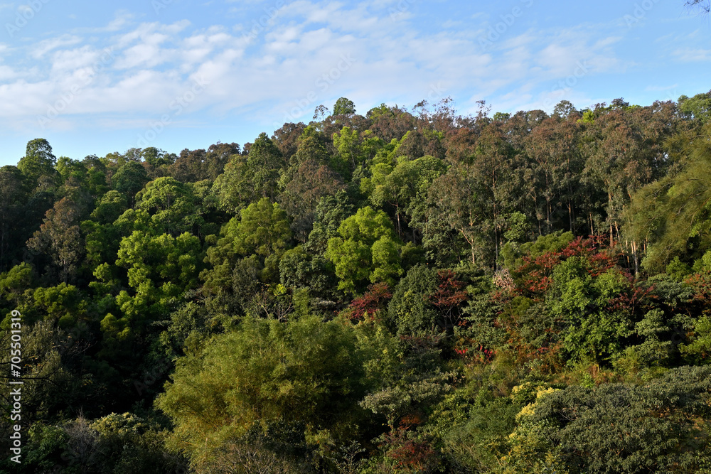 Landscape with trees and clouds