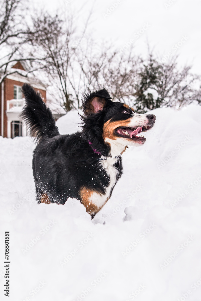Bernese Mountain Dog romps through snow Bernese Mountain Dog romps through snow