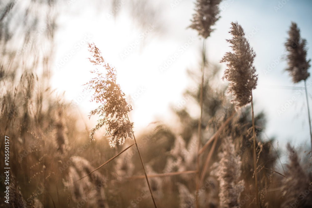 Fototapeta premium Backlighting on fall grasses at golden hour