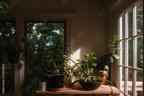 Still life of plants on a table next to windows in sunlight photo