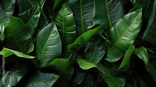 tropical banana leaf texture on dark green background